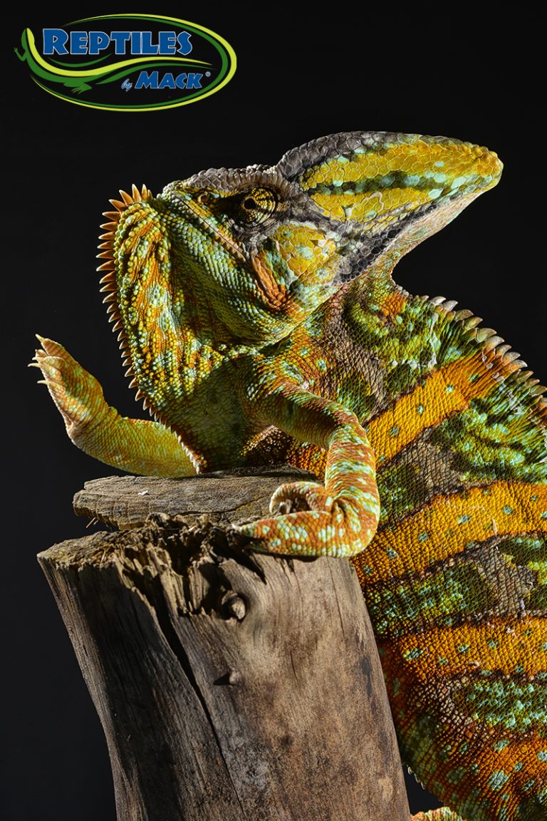 Veiled Chameleon Care Sheet – Reptiles by Mack