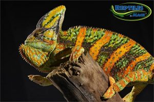 Veiled Chameleon Care Sheet – Reptiles by Mack