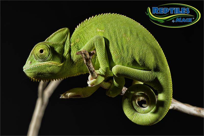 Veiled Chameleon Care Sheet Reptiles By Mack,Curdled Milk In Tea