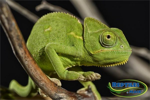 Veiled Chameleon Care Sheet – Reptiles by Mack