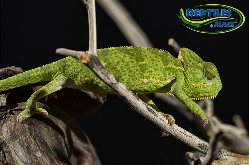 Veiled Chameleon Care Sheet – Reptiles by Mack