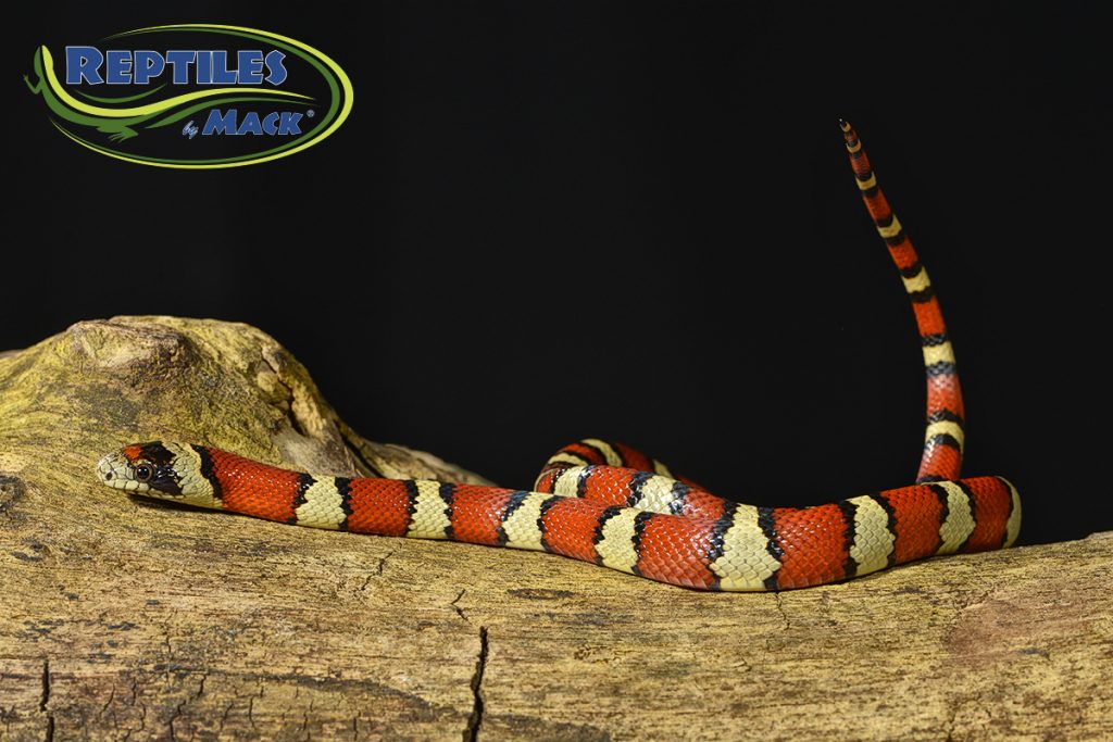 King-Snake-Tri-color-milk-phase-thayers-juvenile – Reptiles by Mack