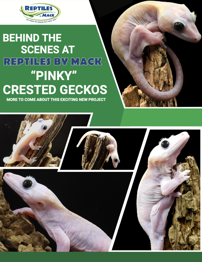 Take a sneak peek behind the scenes at Reptiles by Mack... "Pinky" Crested Geckos! Stay tuned for more info about this exciting new project.
