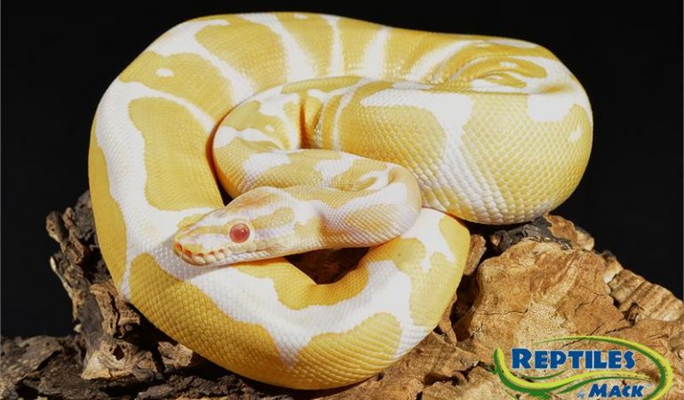 Ball Python Care Sheet – Reptiles by Mack