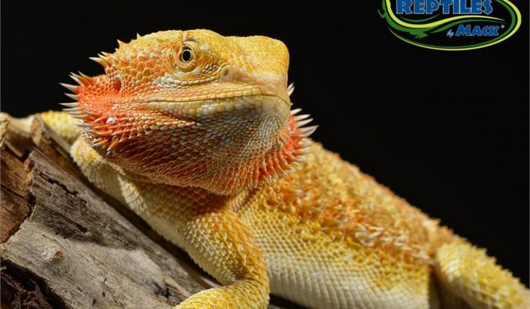 Caring For Your Pet Bearded Dragon