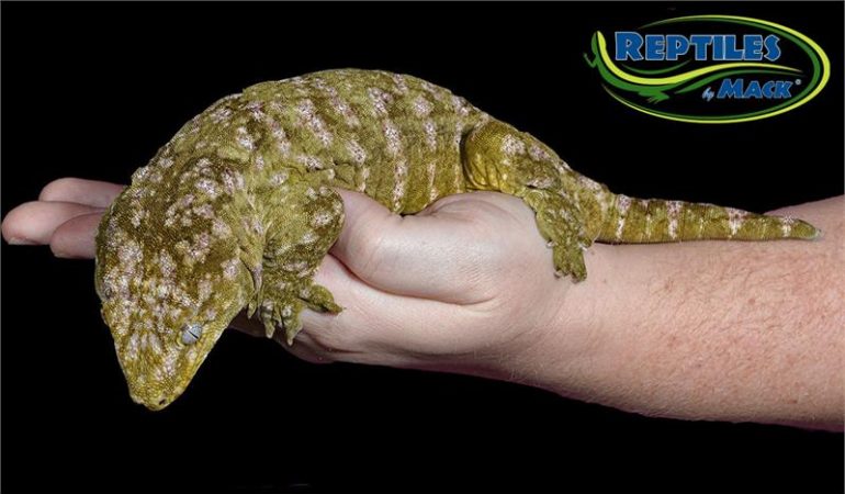 Leachianus Gecko Care Sheet – Reptiles 