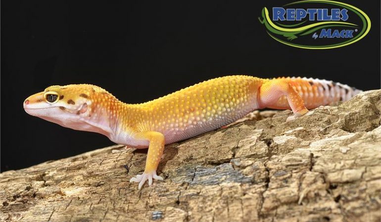 High Contrast Tangerine Pastel Tremper By Boston Leopard Geckos