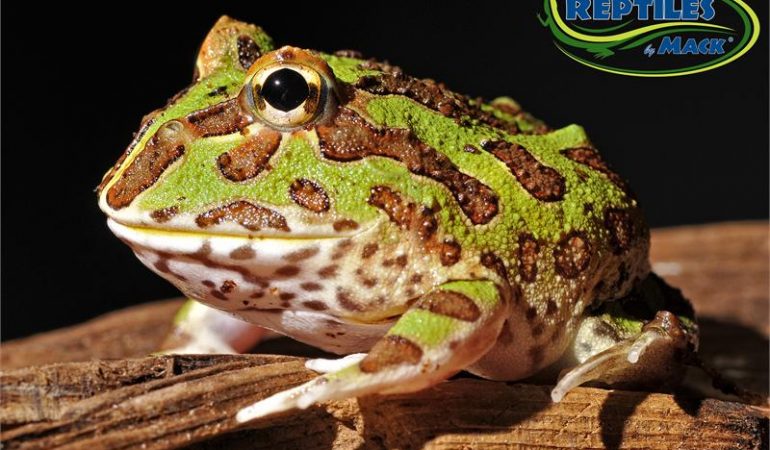 pacman frog