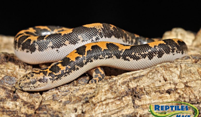 A Guide to Caring for Boa Constrictors as Pets