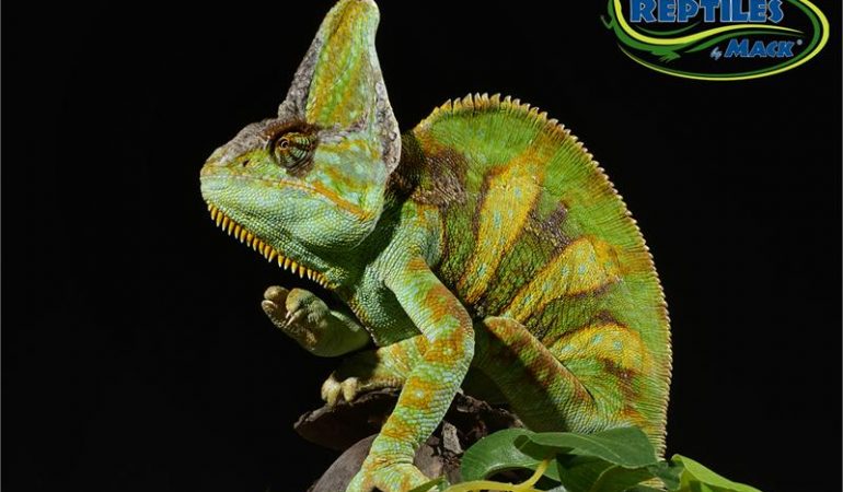 Veiled Chameleon Care Sheet Reptiles By Mack,How To Make A Latte Coffee